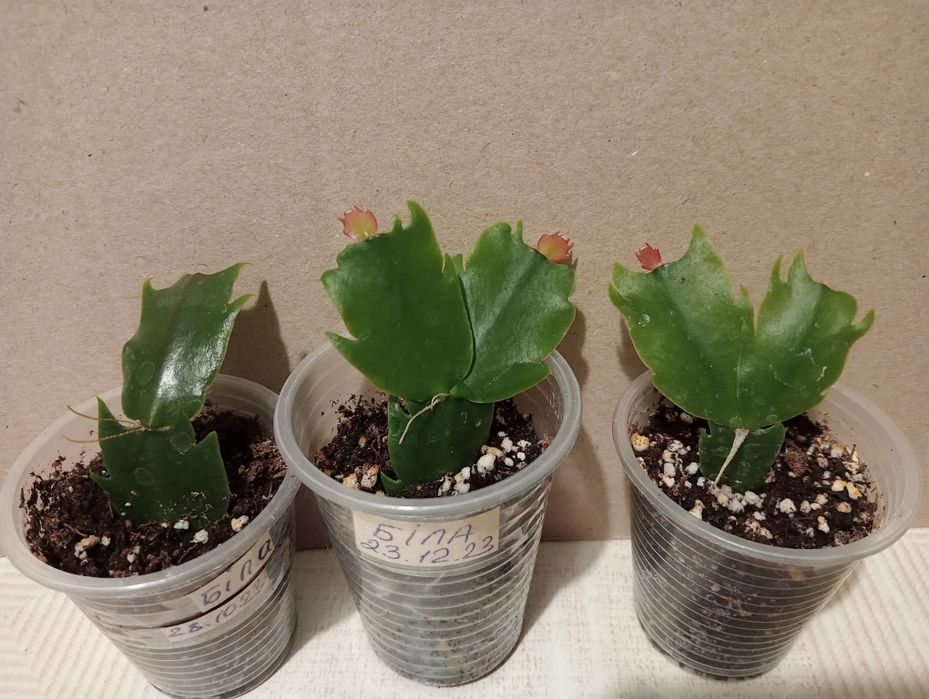 Білі шлюмбергери, вкорінені живці.