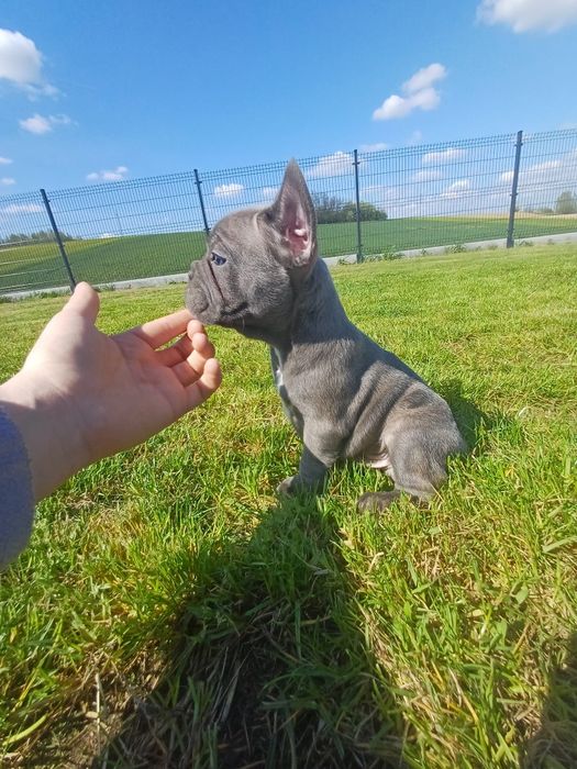 Sprzedam pieska Buldog francuski
