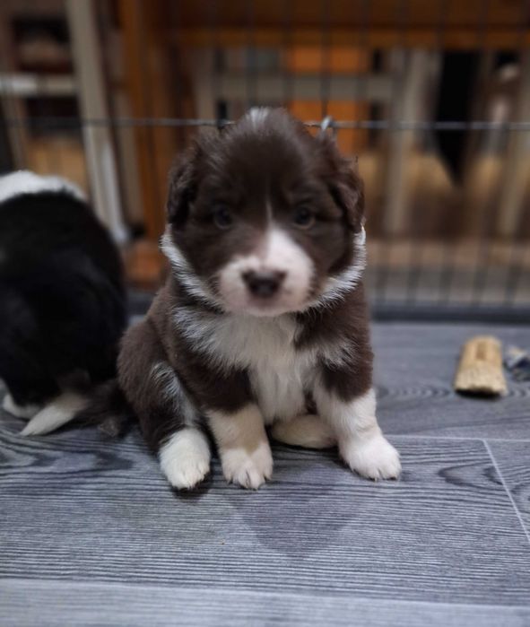 Suczka Border Collie czekoladowa ZKWP/FCI