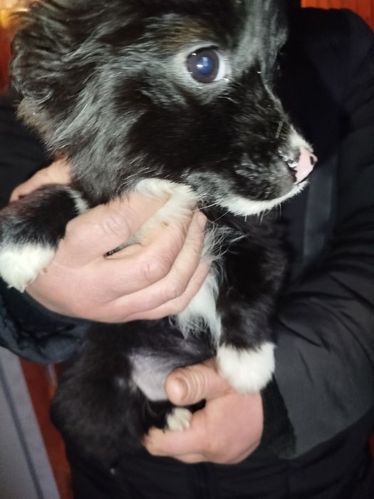 Віддам у добрі руки