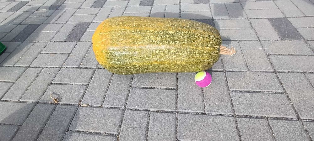 Abóboras porqueiras biológicas - óptimas para doce