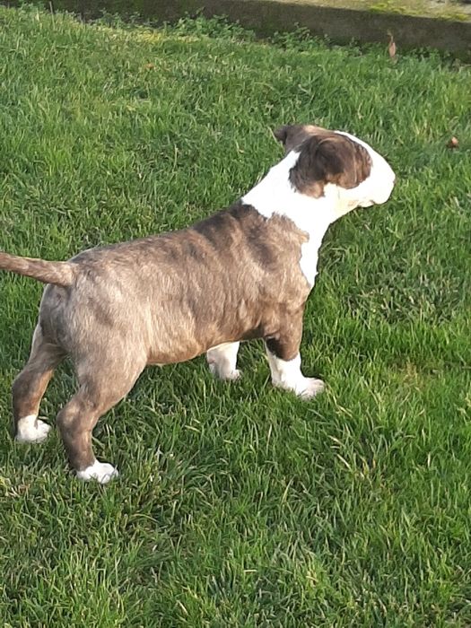 Bulterier standardowy