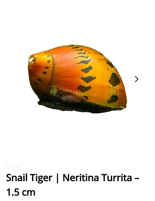 Peixes de água quente