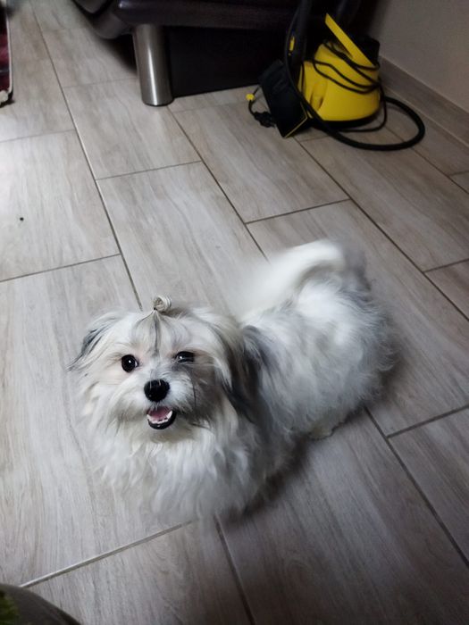 Piesek Dino Hawańczyk