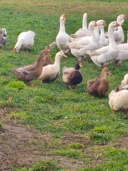 Kaczki ruańskie ,elesbury ,piżmowe czekoladowe