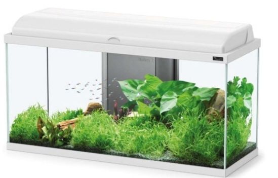 Aquarios para peixes