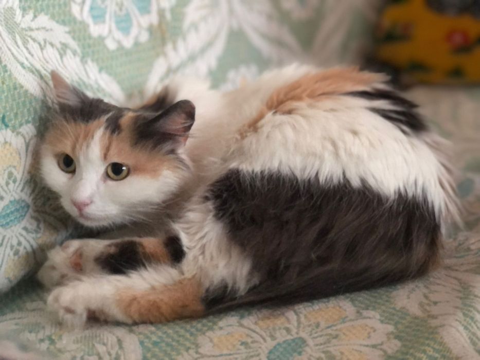 Шикарна кішечка Марго в люблячу родину