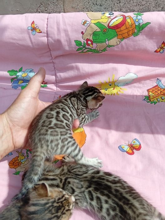 Бенгальские котята шоу класса