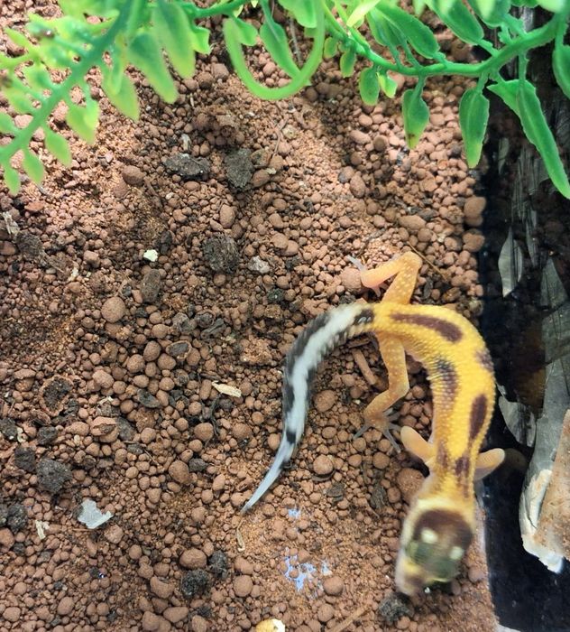 Gekony lamparcie
