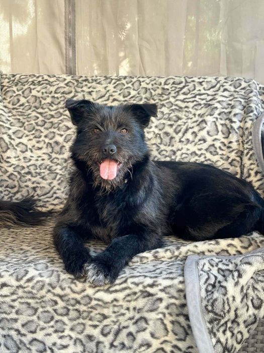 Wyjątkowa sunia do adopcji