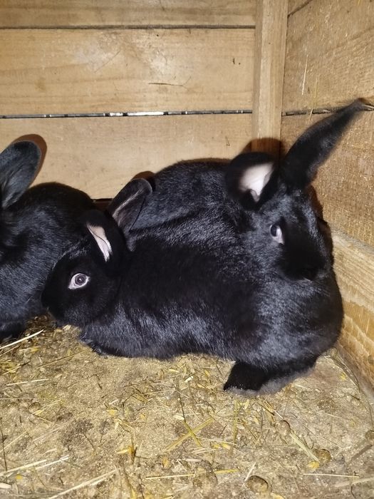 Króliki samiczki z 22.05.2025