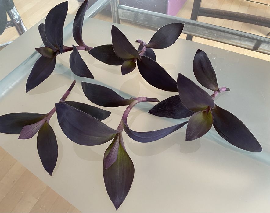 Trzykrotka purpurowa fioletowa