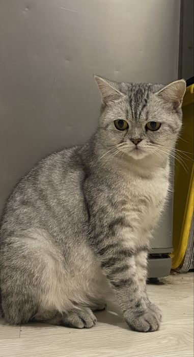 Шотландське кошеня