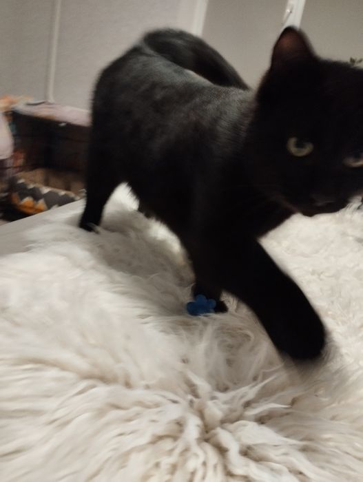 Ищу для Миши любящую семью.