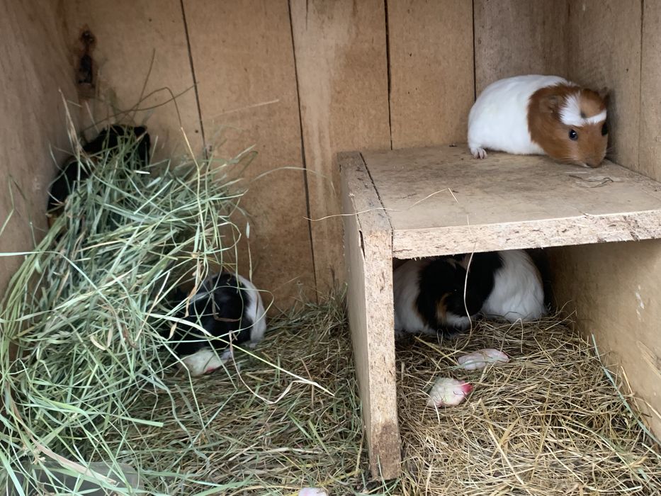 Морські свинки молоді так і старші