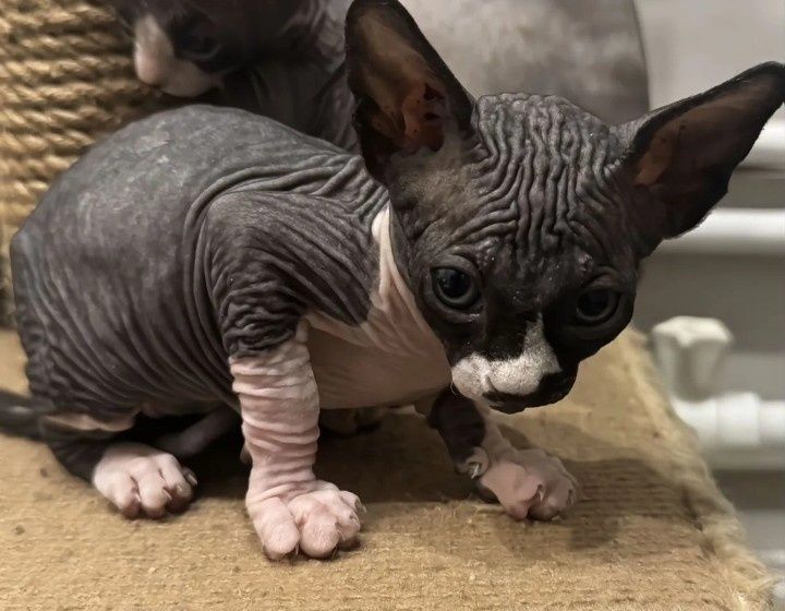 Канадский сфинкс котята