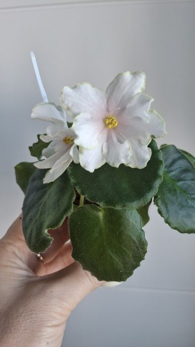 Фиалки  трейлеры