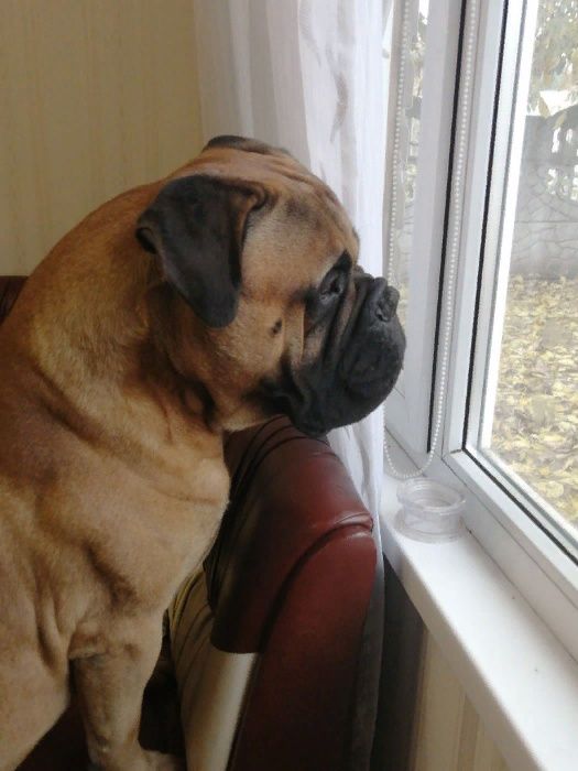 бульмастиф парень