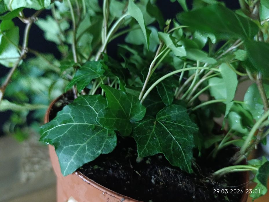 хедера-плющ кімнатний.