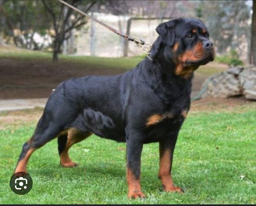 Ротвейлер ищет невесту