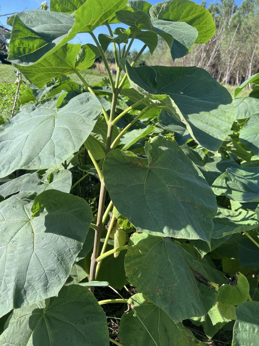 Paulownia elongata