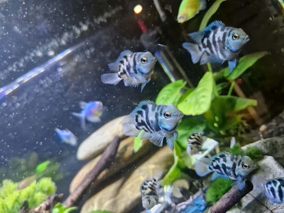 Sprzedam  Pielęgnica papuzia Blue Tiger