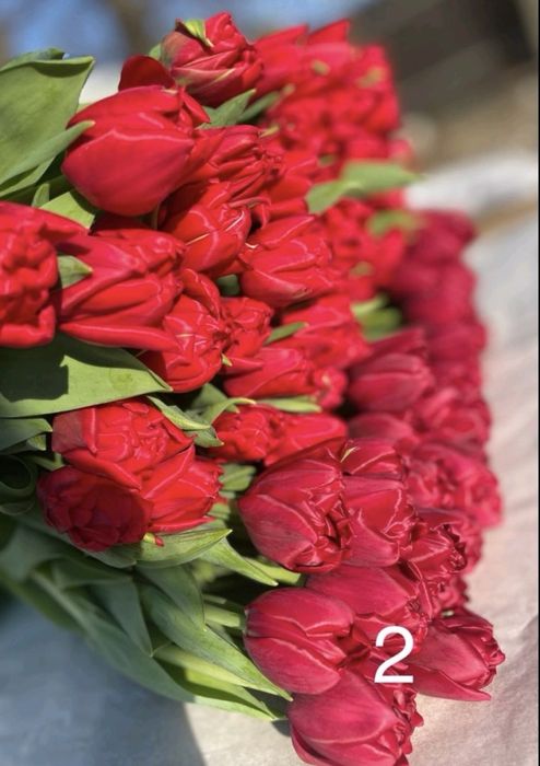 Тюльпан до 14 лютого та 8 березня