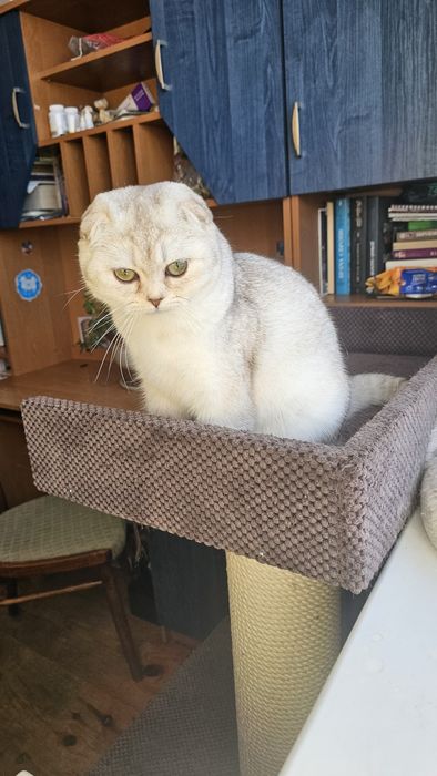 Шотландське кошеня