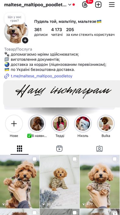 Хлопчик мальтіпу 3 місяці