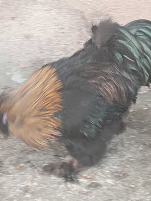 Kogut jedwabisty silka