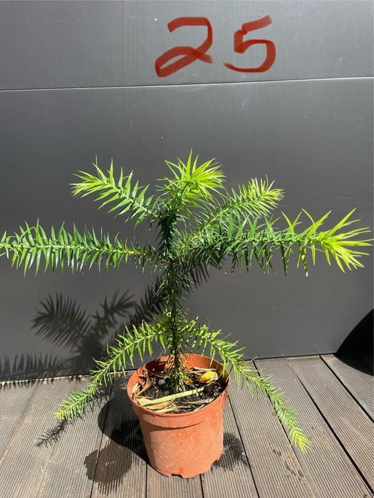 Planta Araucaria Angustifolia