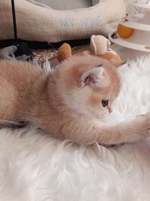 Маленьке сонечко