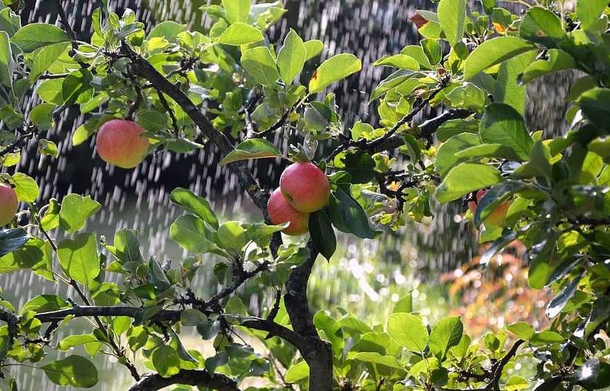 Linia kroplująca nawadnianie wiśni wiśnie emitery 33cm borówka Sady