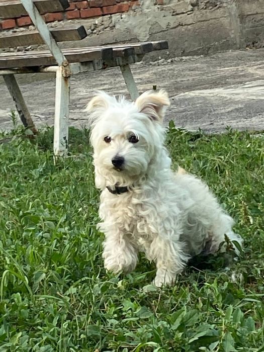 собака 3 місяців