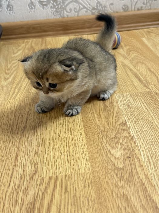 Котята золота шиншила