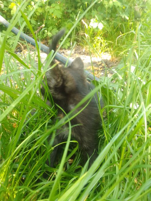 Отдам котика в хорошые руки