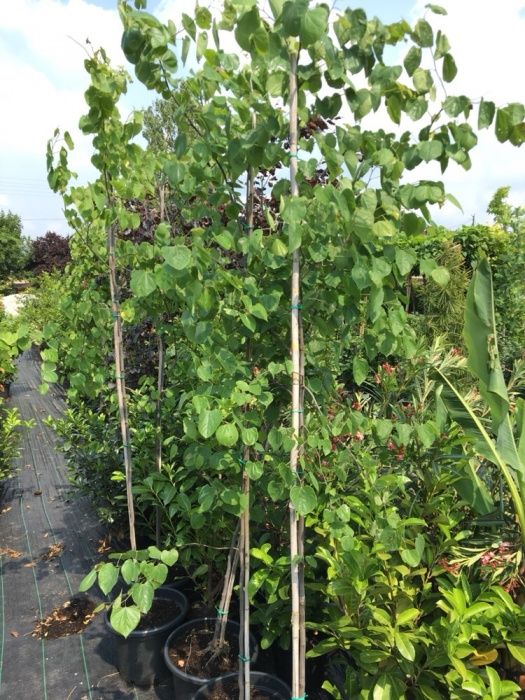 Cercis canadensis Judaszowiec kanadyjski 3m+
