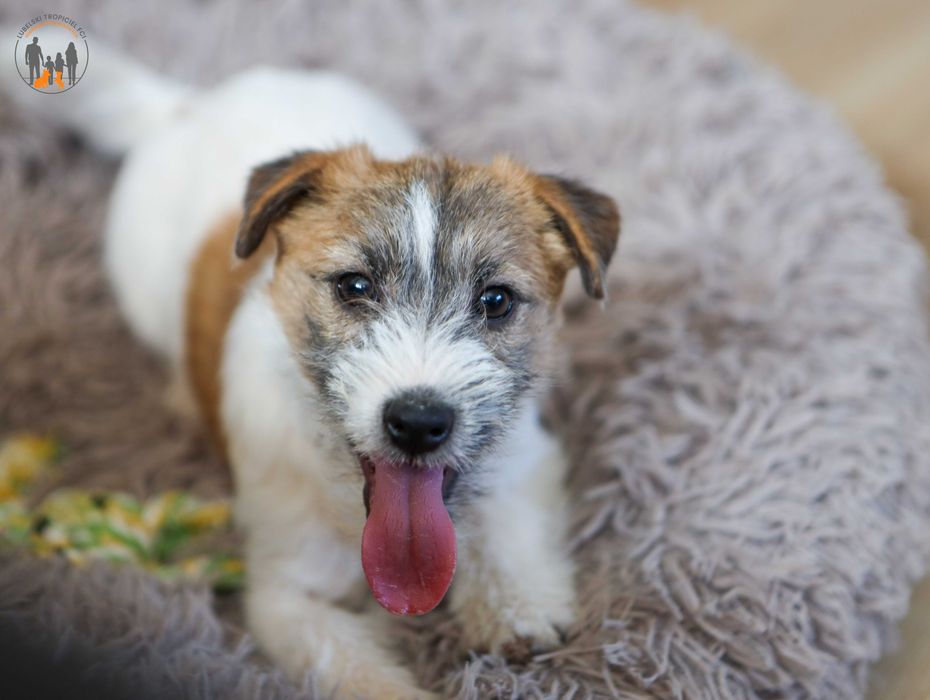 Jack Russell Terrier ZKwP FCI suczka rezerwacja