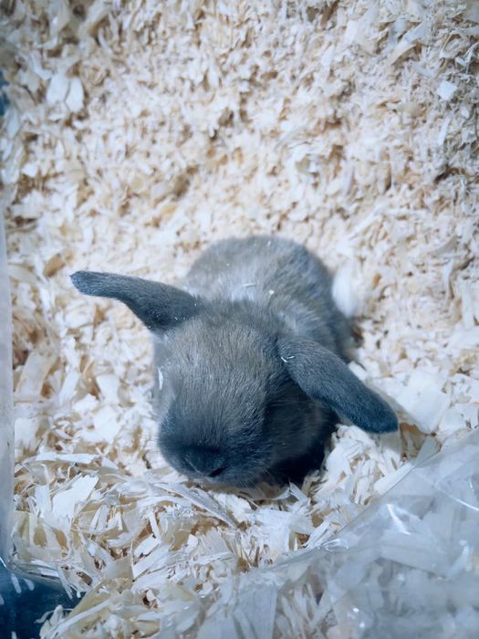 Vendo coelhos orelhudos Holland Lop muito dóceis e saudáveis