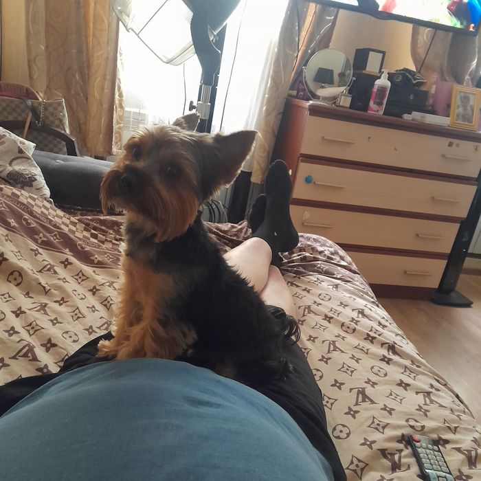 Йокширский терьер 2 года ждет в гости невесту