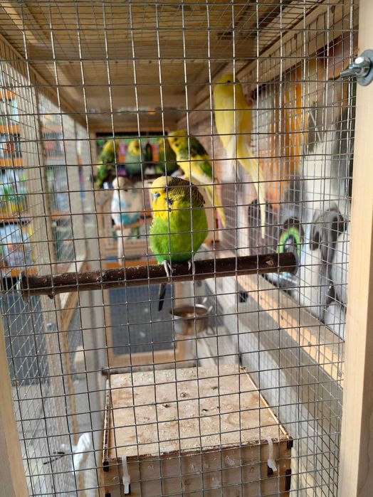 papuga,papugi faliste ,samce , samiczki