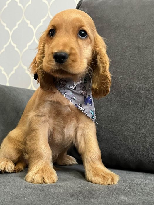 Piękny szczeniak rasy Cocker Spaniel