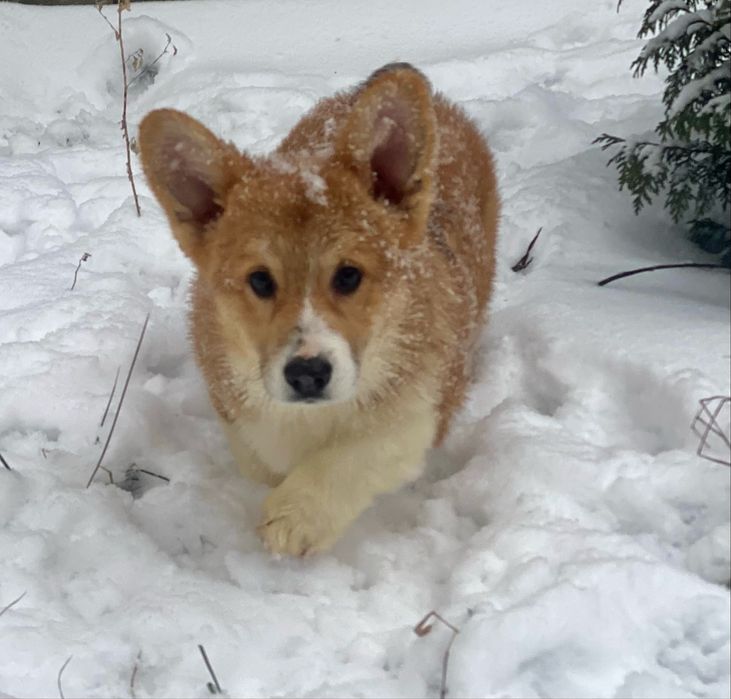 Вельш корги пемброк мальчик бобтейл