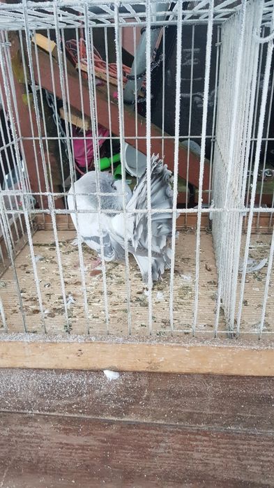 Gołąb Pawik srebrny samczyk