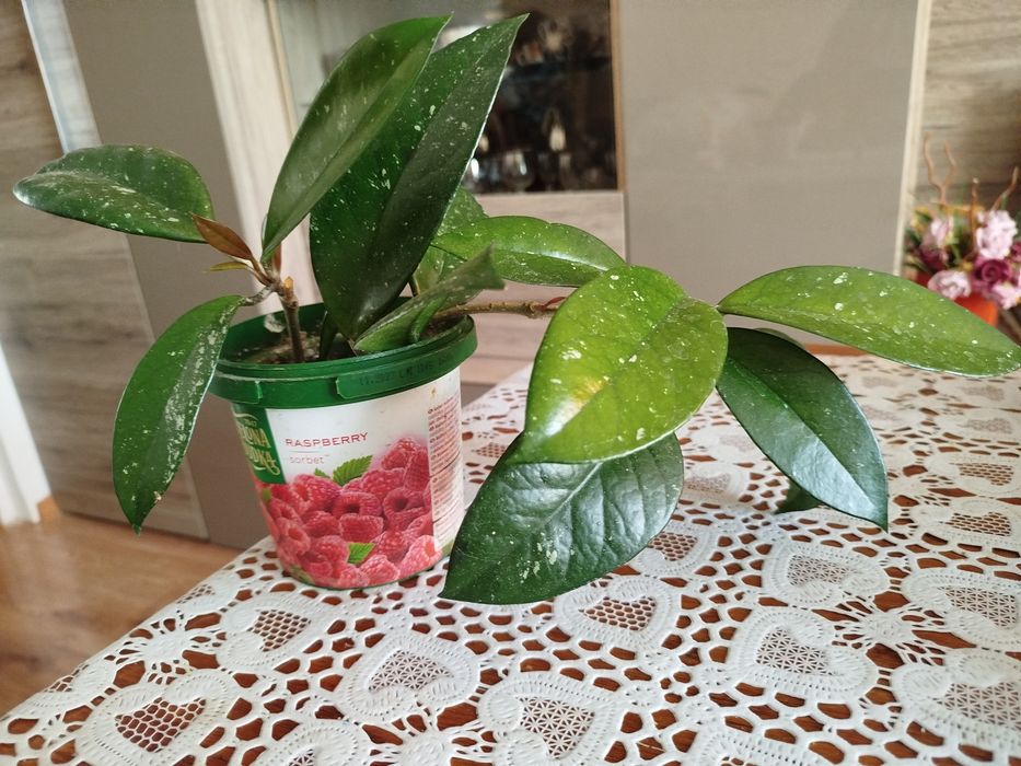 Hoya kwiaty kwitnące