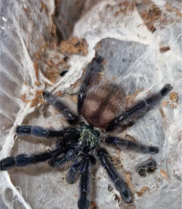 Caribena versicolor