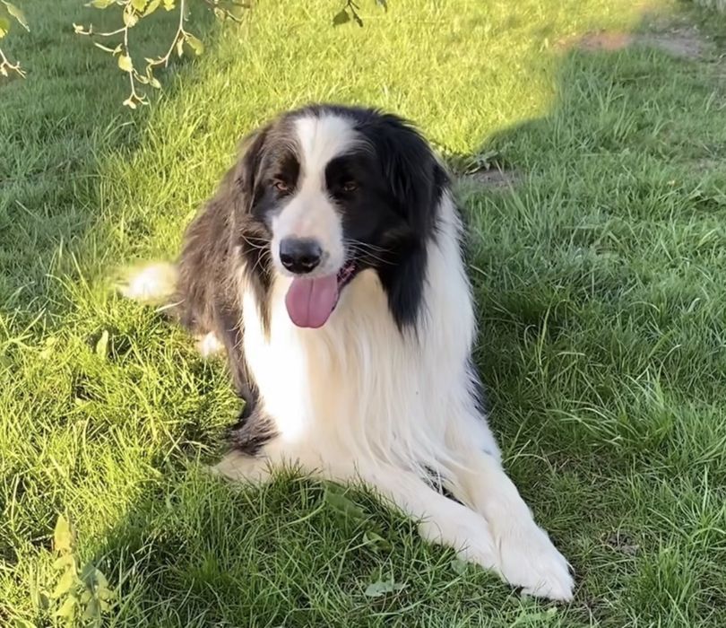 Border Collie chłopiec ARES