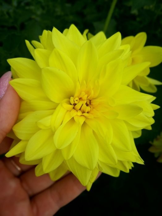 Жоржини георгіни