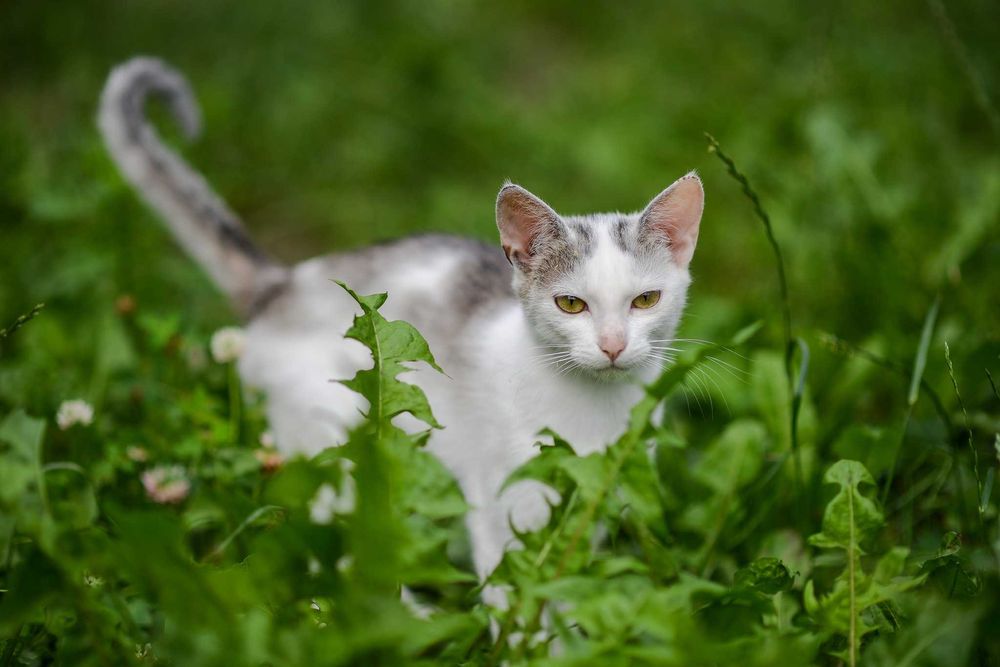 Joko - wyjątkowa kotka!