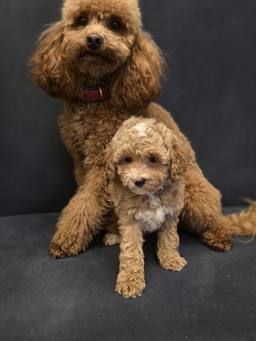 Maltipoo cudny piesio jak owieczka